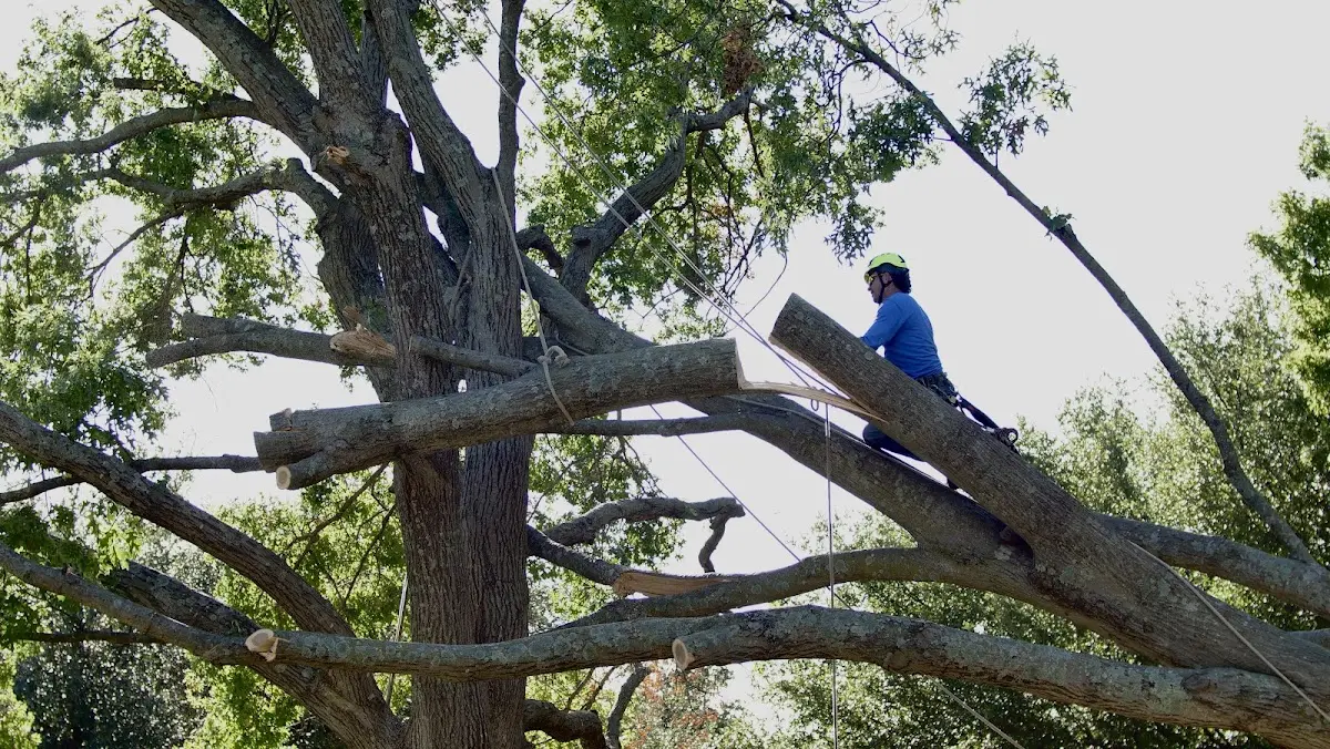 Professional Crown Thinning performed by certified arborists in Chase Mills