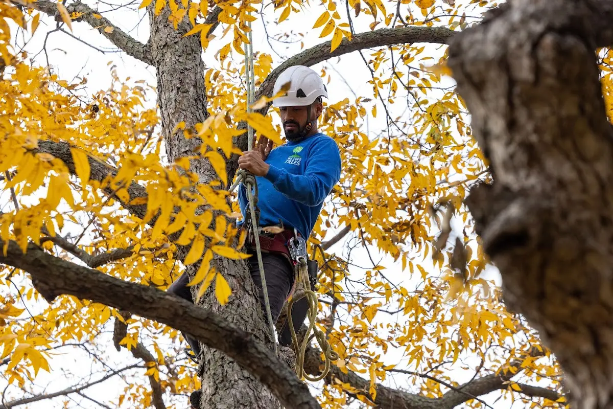 Skilled Tree Pruning crew working in Chase Mills